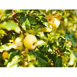 Jabloň domáca (Malus domestica) ´GOLDEN DELICIOUS´ - zimná, výška 160-200 cm, obvod kmeňa 4/6 cm, kont. C6L 